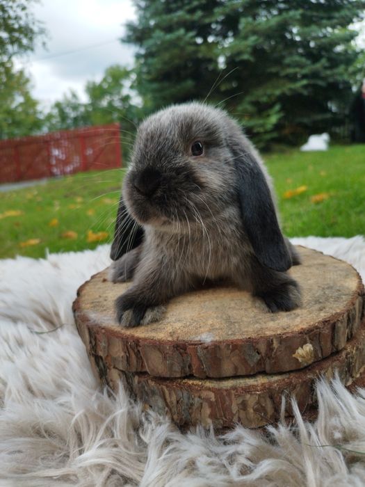 Króliczek miniaturowy baranek mini lop karzełek Teddy hodowla