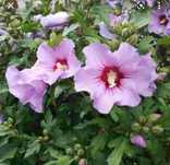 Ketmia hibiskus ogrodowy