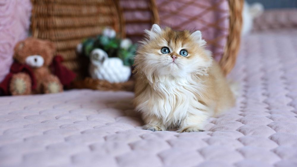 rodowodowa kotka  - kolor niebieska-zlota szynszyla