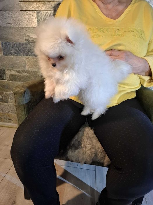 Szpic miniaturowy pomeranian