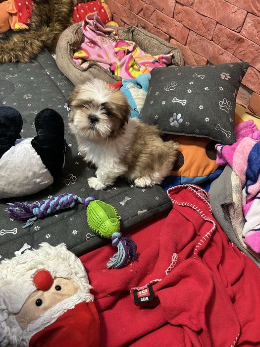 Piesek Shih Tzu z rodowodem