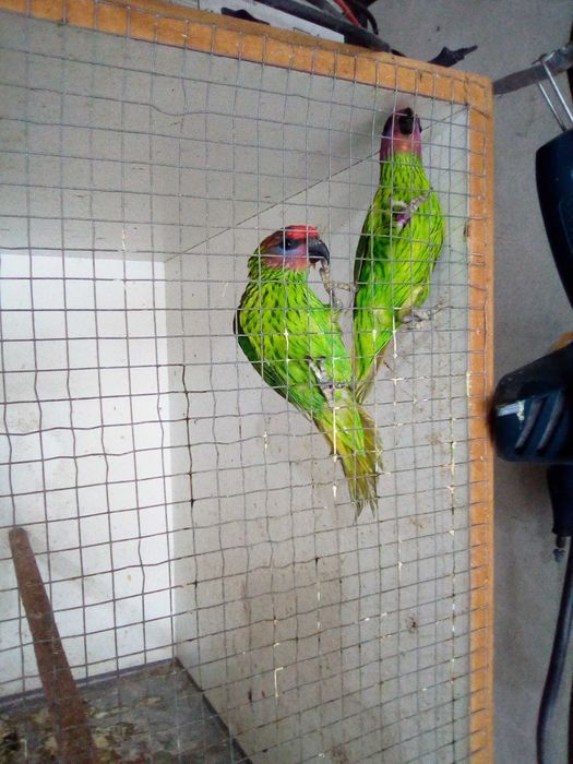 Papagaios Casal - Loris - Goldiei