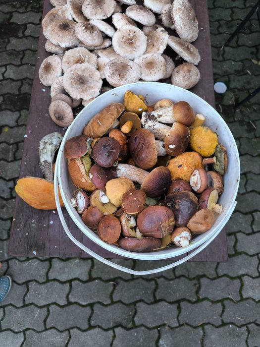 Grzyby mieszane - borowik podgrzybek brązowy miodówka koźlarz czerwony