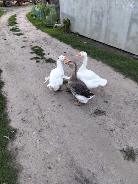 Gęsior i dwie gąski - sprzedam