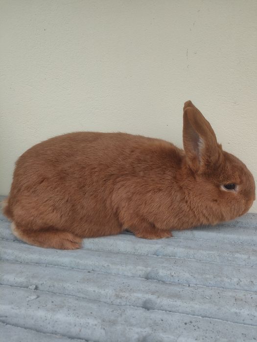 Królik Nowozelandzki czerwony samiec