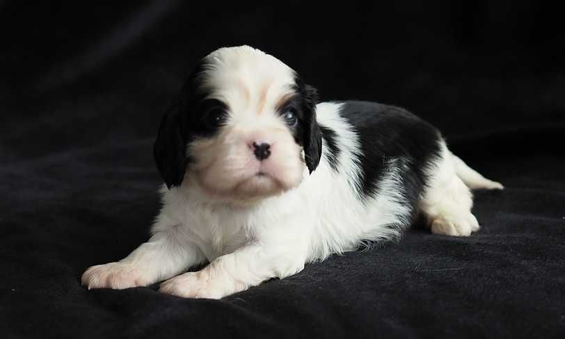 Cavalier King Charles Spaniel -ZKwP /FCI  SUCZKA