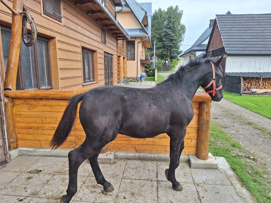 Źrebak rasy ślaskiej