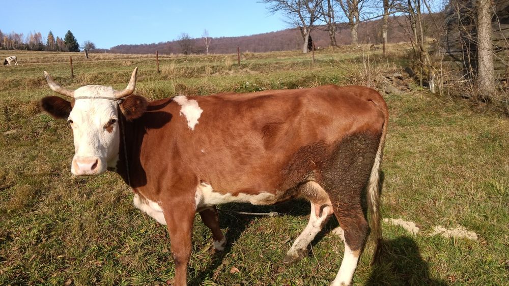 Корова дійна ,молода