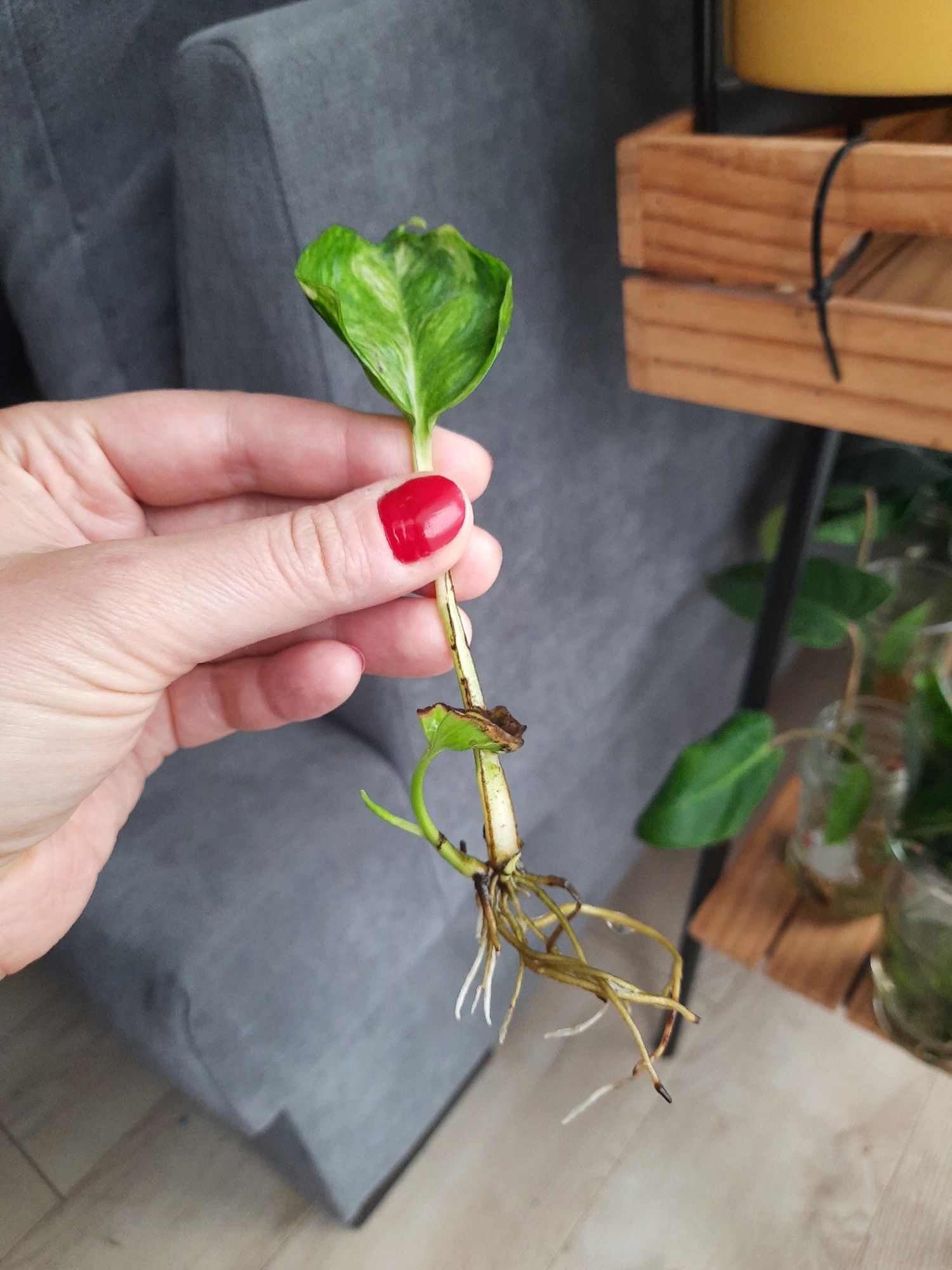 Epipremnum godzilla variegata