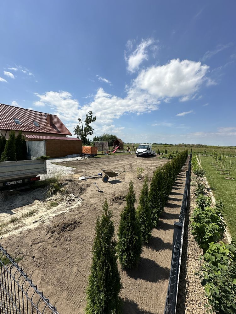Tuja szmaragd sadzenie ogrodzenie żywopłot transport