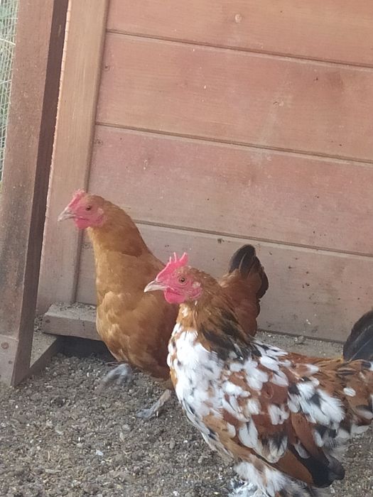 Kogut miniaturka