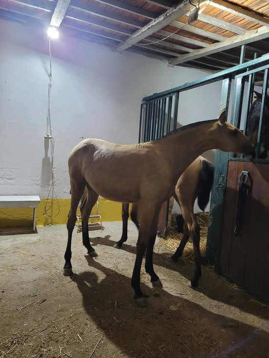 Poldra baia lusitana 7 meses