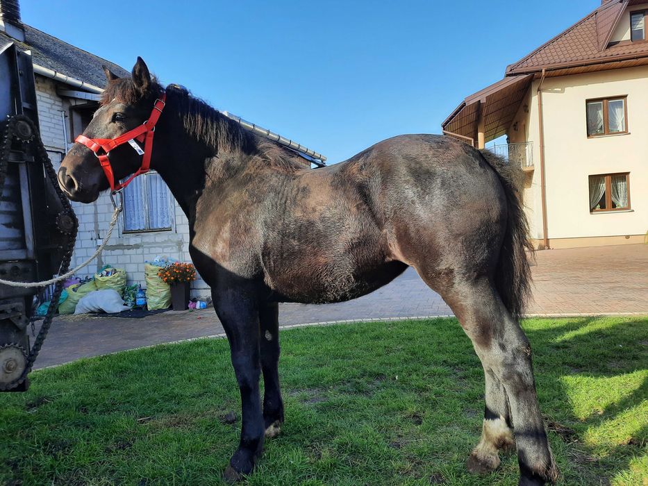 Źrebica zimnokrwista kara 9 miesięcy