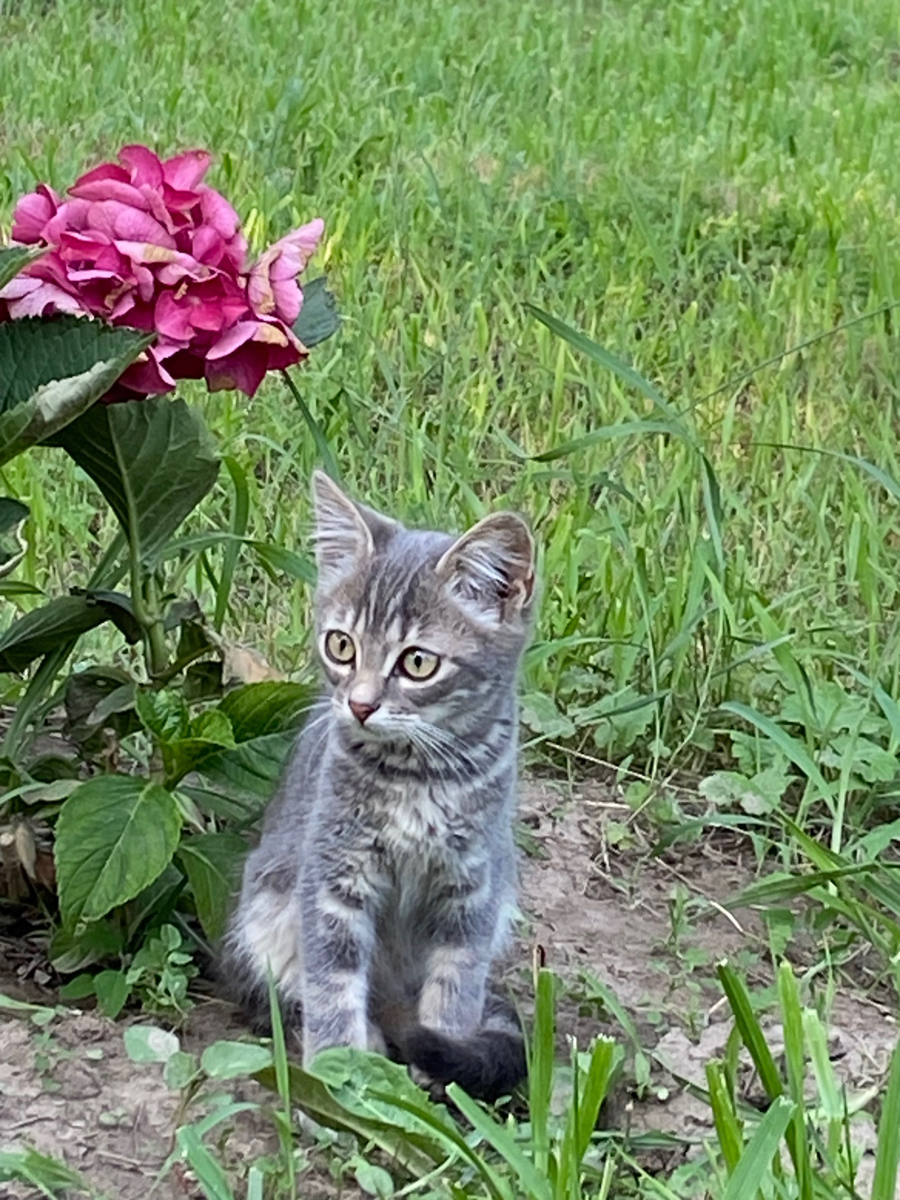 Котик шукає домівку