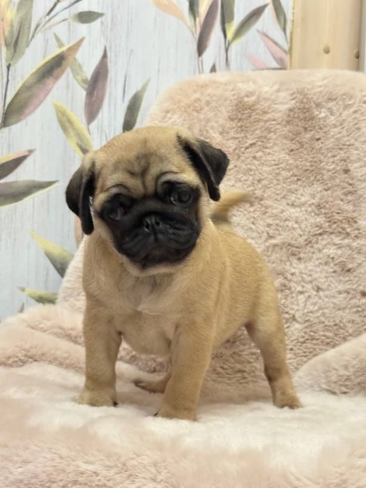 Бомбезні мопсики