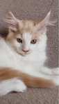 Maine Coon Macho LOP