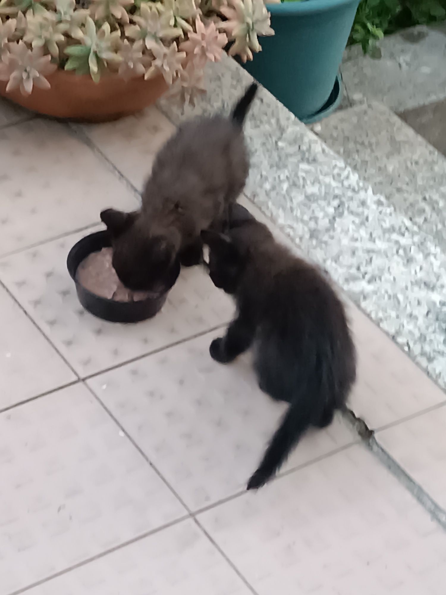 Doar gatinhos de 1 Mês e 3 Semanas