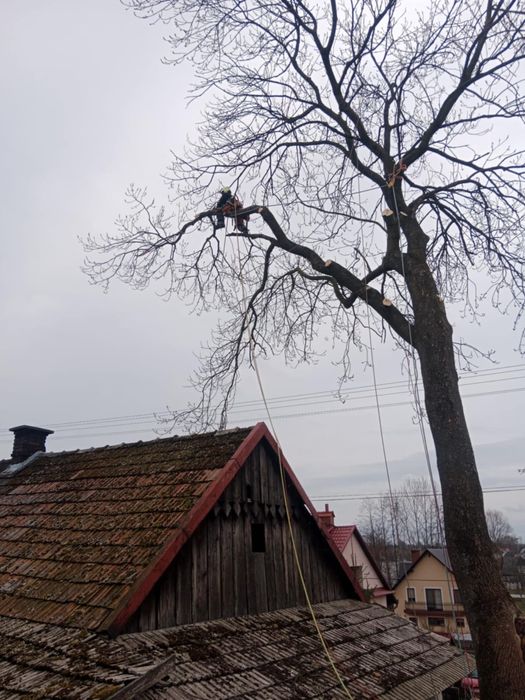 Wycinka i przycinka drzew , krzewów i opryski