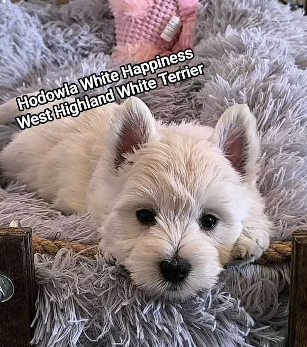 Piękny szczeniak West White Terrier zapowiedź rodzice CMO 0
