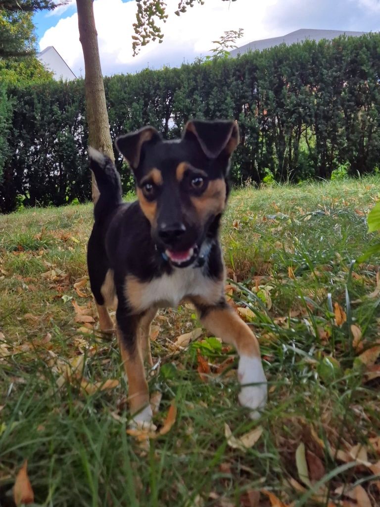 Mały Piesek do adopcji