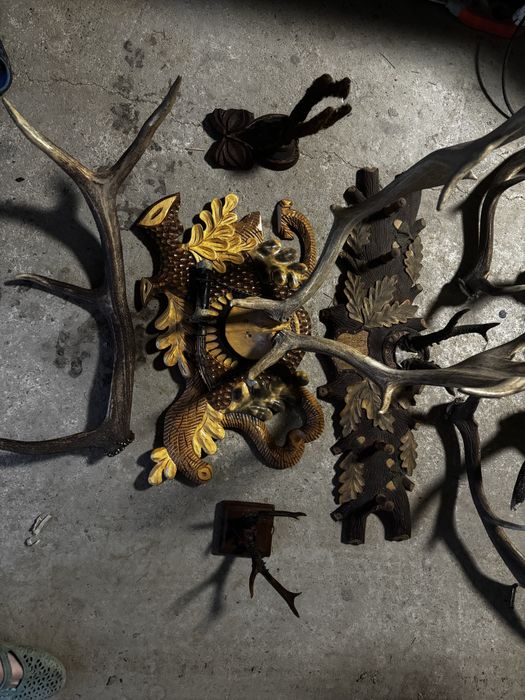 Продам роги оленя,цапа