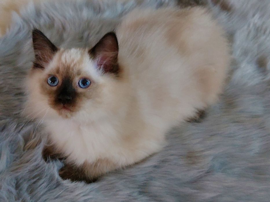 Kocurek CYRIL Ragdoll FPL/ FIFE