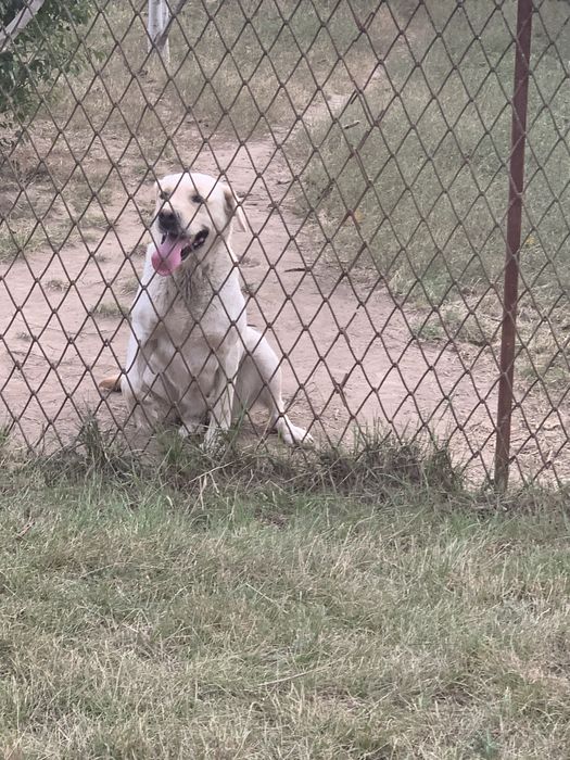 Шикарна дівчинка Лабрадора