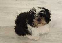 Shih Tzu 4-ro pokoleniowy rodowód (Elwis)