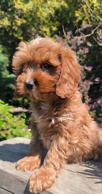 Cavapoo samczyk Riko cavalier i pudel