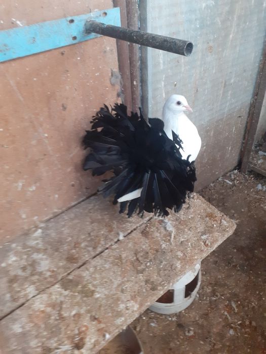Pawiki tegoroczne, czarne ogony