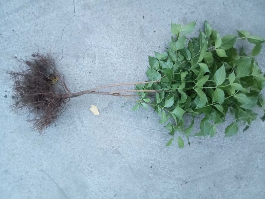 Продам саженцы кизила.