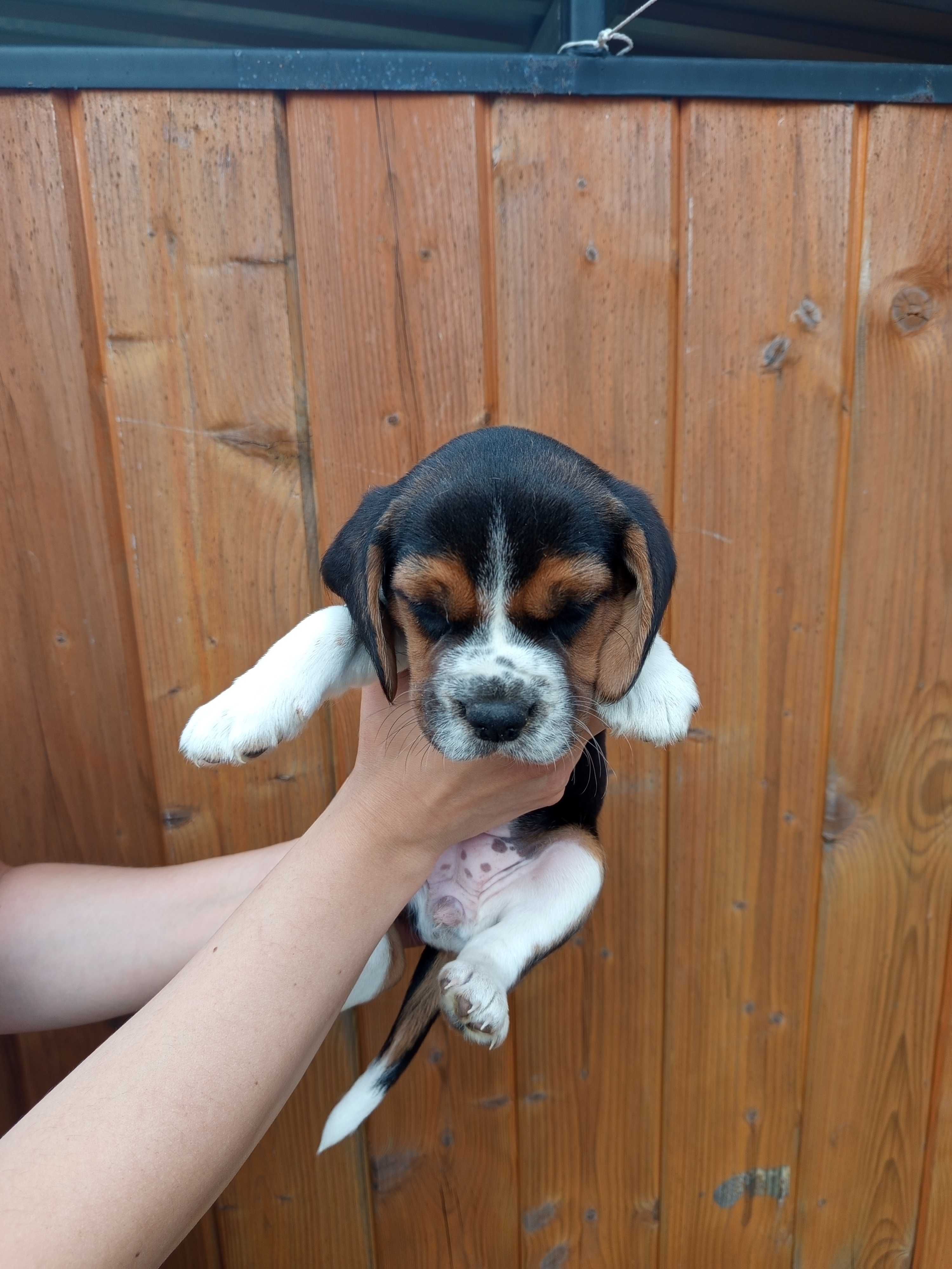 Szczeniak beagle