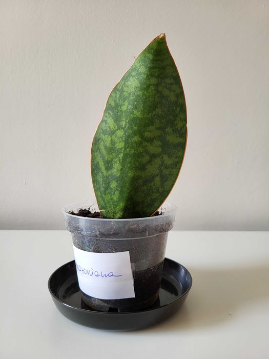 Sansevieria masoniana