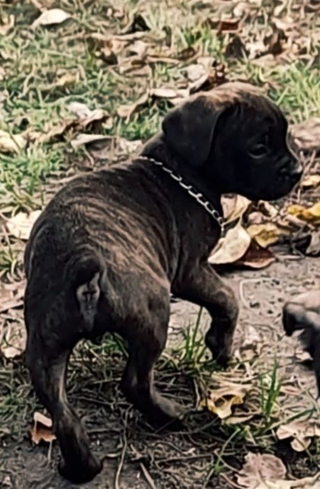 Остался один!!! Французский v/s терьер