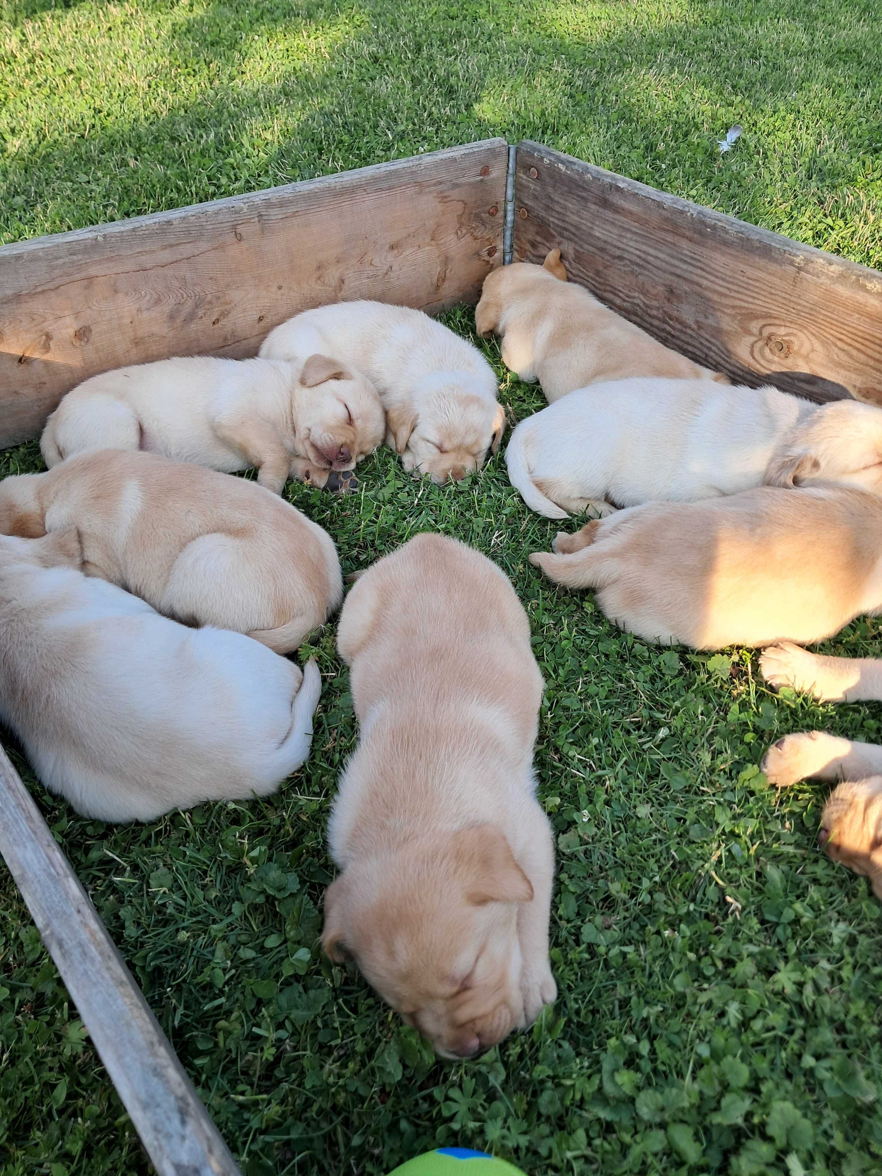 Sprzedam Labrador retriever