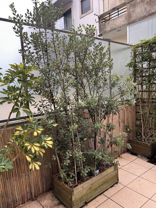 metrosideros 2 metros de altura