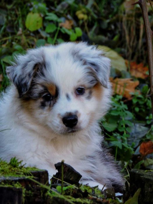 Owczarek australijski (typ amerykański) piesek gotowy do odbioru