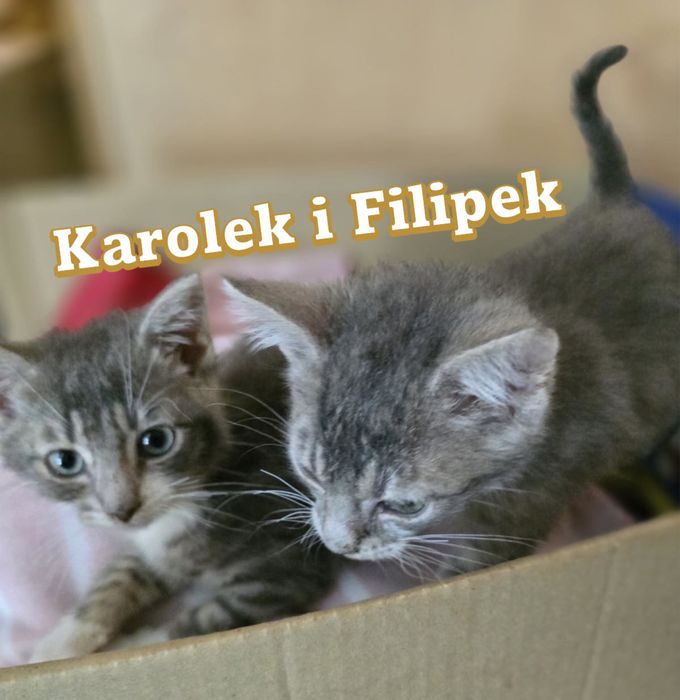 Małe kociaki szukają domków