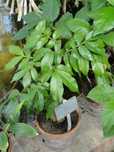 Arvore de fruto Ingá edulis subtropical