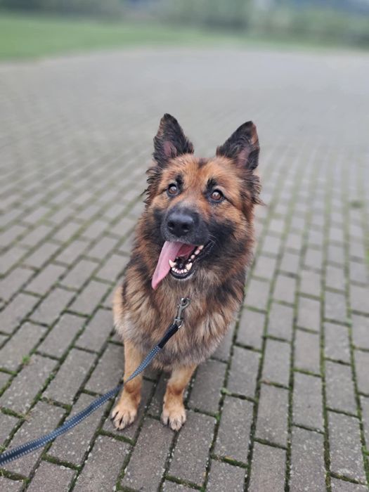 Piękny owczarek niemiecki szuka domu!