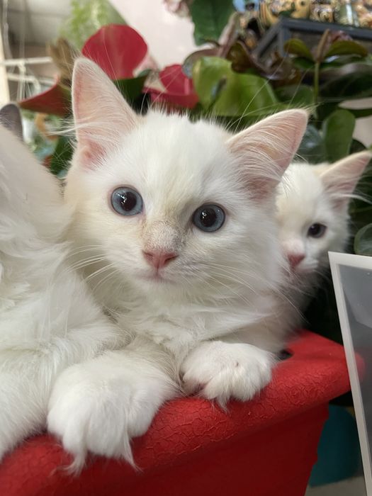 Котёнок, регдолл, Ragdoll, котик