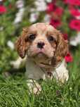 CAVALIER KING Charles Spaniel suczka blenheim dwumiesięczna