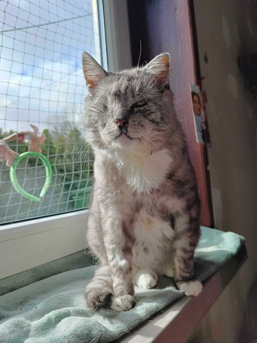 Koci sebior szuka domku