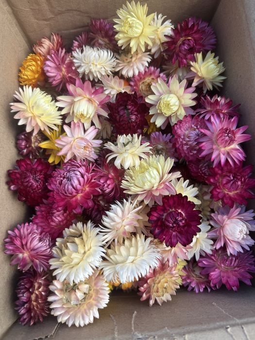 Геліхризум безсмертник