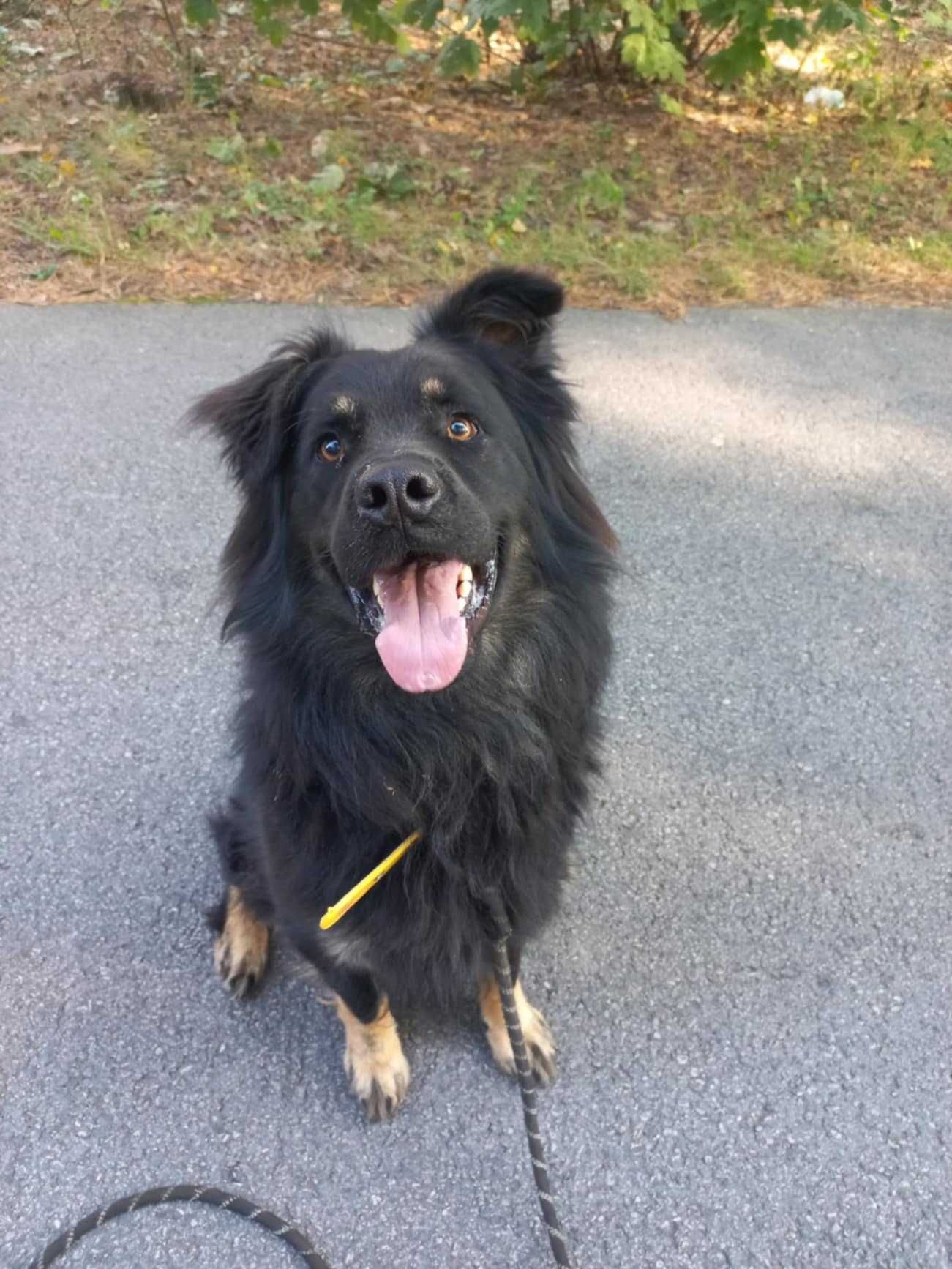 Duży długowłosy owczarek do adopcji, przyjazny do ludzi 3letni