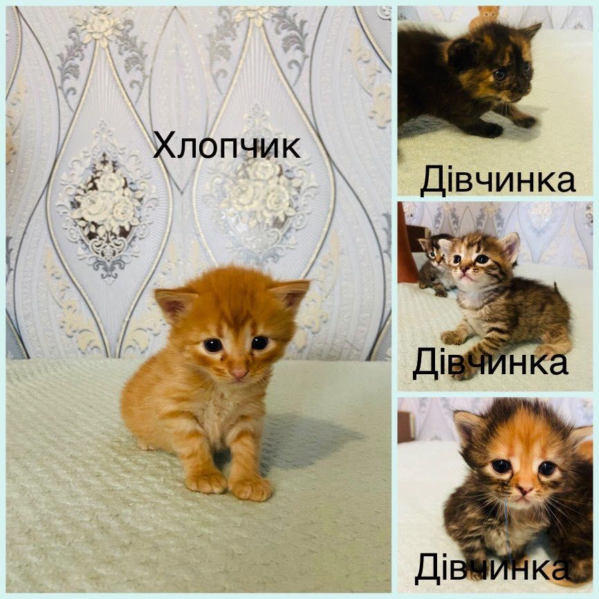 Котенятка шукають сім’ю