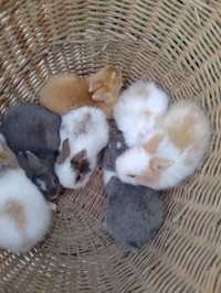 Młode malutkie króliki miniaturki