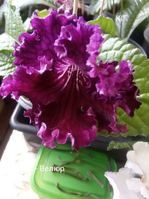 Стрептокарпуси(дітки)