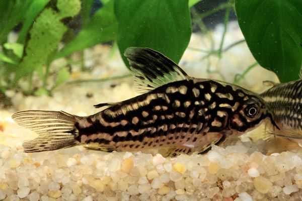 Kirysek liniowany - Corydoras napoensis - Kirys - dowóz, wysyłka