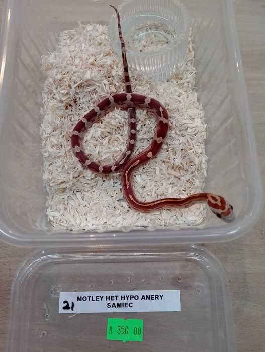 Wąż zbożowy nr 21. Motley het Hypo Anery, SAMIEC - ANIMALE